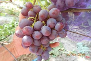 Popis odrůdy révy Rochefort, ovocných vlastností a historie chovu