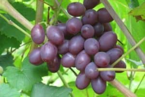 Description et caractéristiques des raisins Saperavi, région de culture et soins