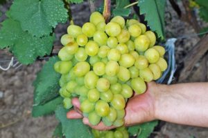 Beskrivning av Super Extra druvsorten, funktioner för odling och vård