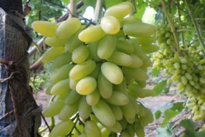 Beskrivning av druvsorten Timur och egenskaperna för odling och vård