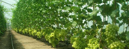 växer druvor i ett växthus