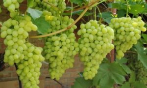 Beschrijving van de Laura-druivensoort en kenmerken van vruchtvorming, vooral teelt en verzorging