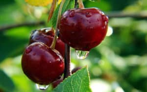 Beskrivning och egenskaper hos Novodvorskaya körsbärsorter, planterings- och skötselfunktioner
