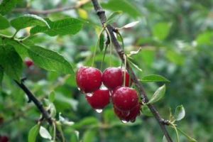 Beskrivning av körsbärsorten Lyutovka och egenskaperna för utbyte, odling och vård