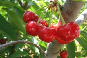 Beskrivning av körsbärsorten Lyubskaya, egenskaper för utbyte och frukt