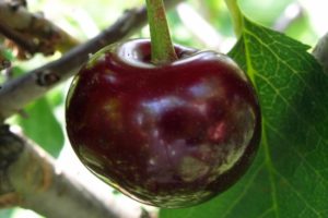 „Melitopol“ desertinių vyšnių veislės aprašymas ir ypatybės, sodinimas ir priežiūra