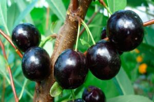 Beskrivning av cherry-cherry-hybrid Nochka, karaktäristik och odlingsregioner för hertigen