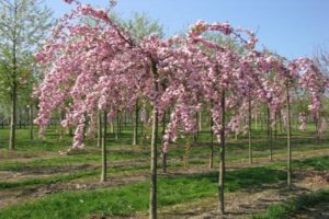 Beskrivning av japansk finsågad körsbärsakura och sorts egenskaper, odling och skötsel