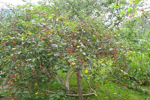 pollinering av körsbär