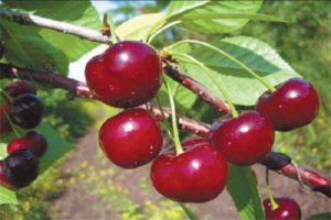 Beskrivning och egenskaper för körsbärsorten Shubinka, utbyte, plantering och skötsel