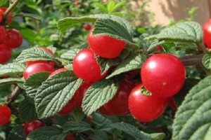 Beskrivning av körsbärsorten Tamaris, fruktens egenskaper och utbyte