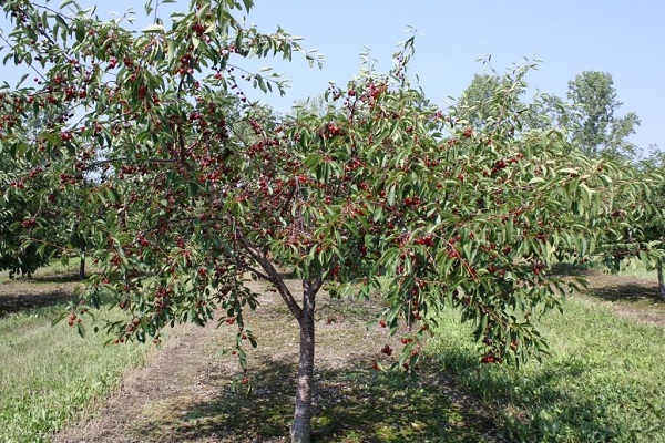 körsbär i trädgården