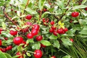 Vyšnių veislės „Uralskaya Chereshenka“ aprašymas, auginimo, sodinimo ir priežiūros regionai