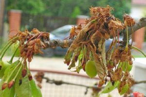 Hur man behandlar körsbär från skadedjur på våren och hösten, metoder för kontroll och skydd