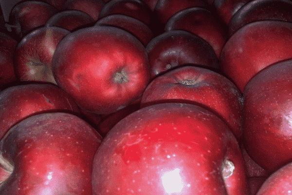cosecha de manzanas