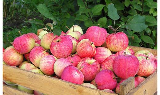 Перзијска јабука