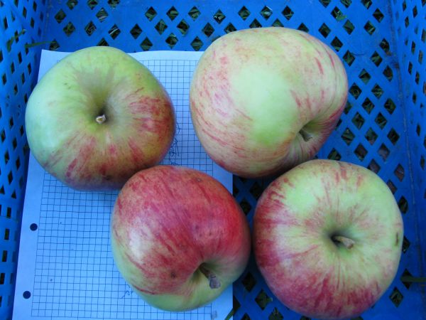 obelų Tatjanos diena