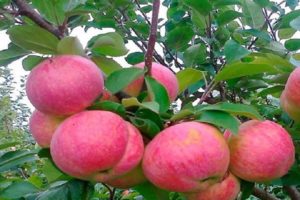 Опис сорте јабуке Аелита, карактеристике отпорности на мраз и подручја узгоја