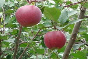 Egenskaper och beskrivning av äpplesorten Aprelskoe, områden för odling och resistens mot sjukdomar
