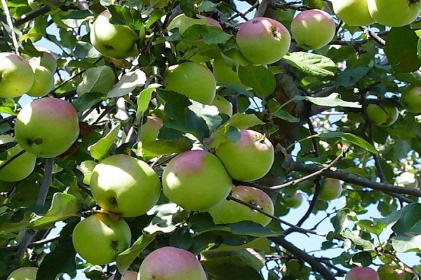 Apfelbaum Großmutter