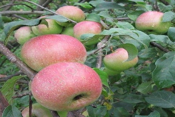 albero da frutto