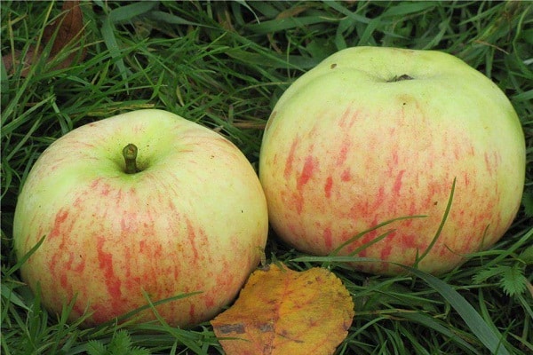felnőtt almafa