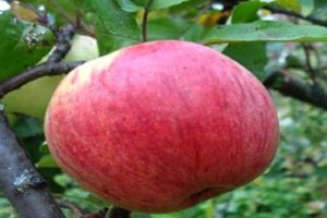Περιγραφή της ποικιλίας μήλου Celandine και χαρακτηριστικά, παραγωγικότητα και οφέλη