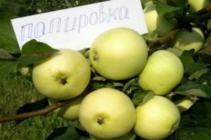Опис сорте јабуке Кћерка Папировка и особитости њеног гајења, историја селекције