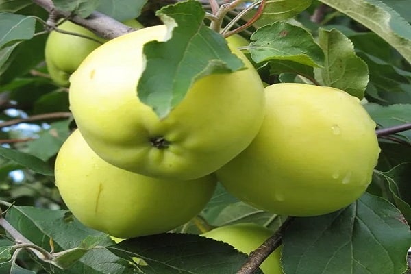 μηλιές