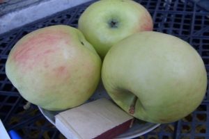 Beskrivning av äpplesorten Phoenix Altai, fördelar och nackdelar, ger