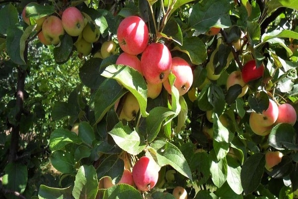 augļu raža