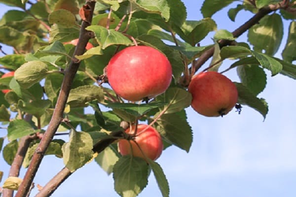 شجرة التفاح gornoaltaiskoe