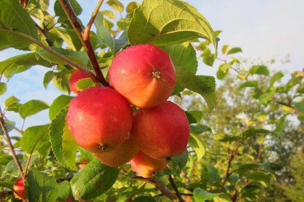 مقاومة صقيع التفاح
