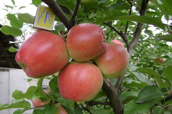 äppelträdets egenskaper
