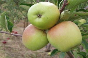 Korey obuolių veislės aprašymas ir savybės, derlius ir veisimosi istorija