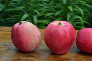 Išsamus obuolių veislės „Nastenka“ aprašymas ir savybės