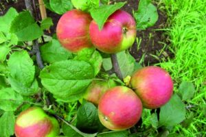 Opis a charakteristika odrody jabĺk Orlovskoe Polesie, pestovanie