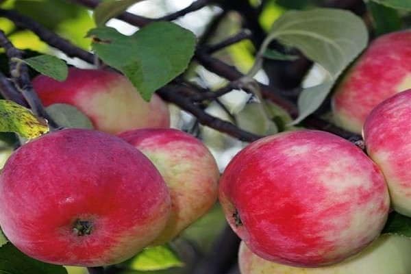 vaisinė obelis