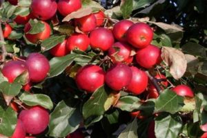 Obuolių veislės „Pionerka“ veislių ir savybių aprašymas, auginimo regionuose taisyklės