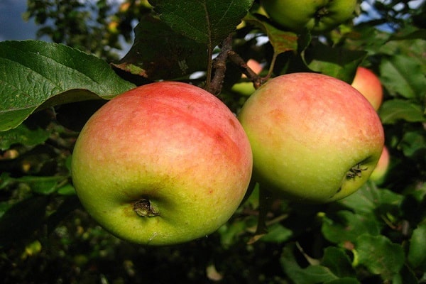Apfelbäume Sieg