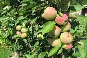 Opis odrody zakrpatených jabloní Snowdrop, výnosových charakteristík a pestovateľských oblastí