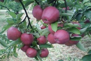 Charakteristika a opis odrody jabĺk Richard, mrazuvzdornosť a použitie