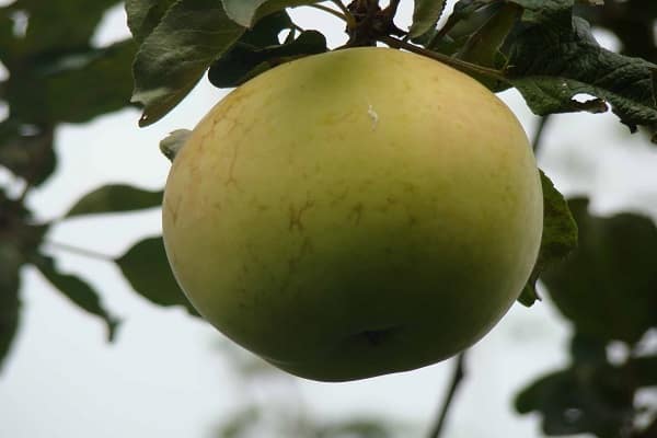 osamělé jablko