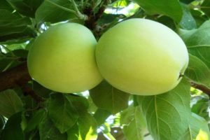 Descripción de la variedad de manzanos Rossiyanka, características de resistencia al invierno y rendimiento.