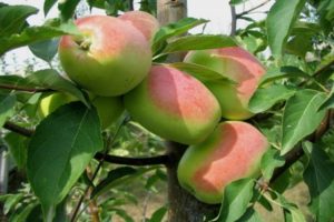 Beskrivelse og egenskaber ved æblesorten Rosmarin, i hvilke regioner den bærer frugt bedre