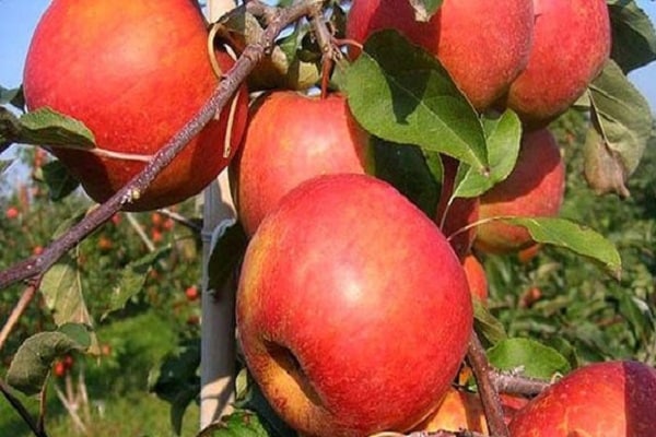 cây táo Ruby