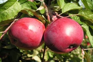 Opis odrody jabĺk Rubin, charakteristika zimnej otužilosti a recenzie záhradníkov