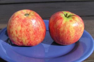 Beskrivning av olika äppelträd Seedling Titovki, historia för urval och utvärdering av frukt