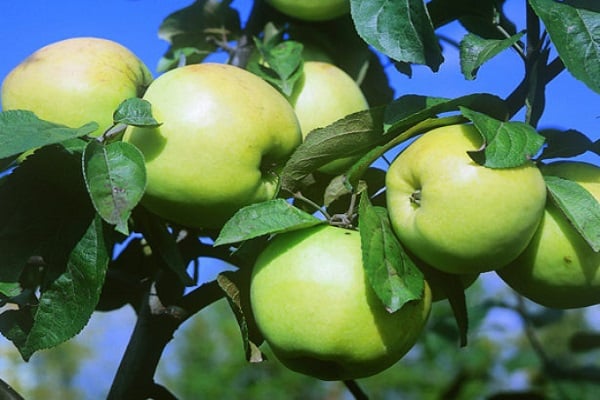 Äppelträd Slavianka