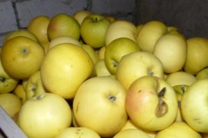 Egenskaper av variationen av äppelträd Slavyanka, odlingsregion och beskrivning av avkastning